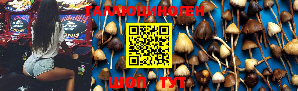 Псилоцибиновые грибы Cubensis Бор